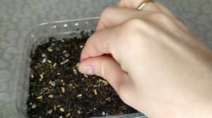 Эхинацея "Пурпурная" от посева до первых всходов. Выращивание без особых усилий.