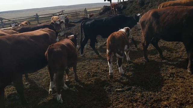 Покупаем бычков смотреть онлайн