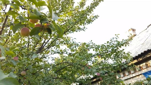 Слива ранняя (09.07.2018) смотреть онлайн