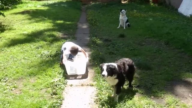 Border Collie Herding Toddler смотреть онлайн