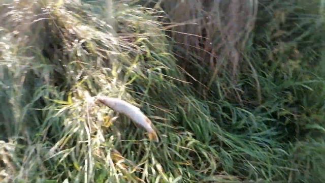 Ловля щуки на мелиоративных каналах День второй смотреть онлайн