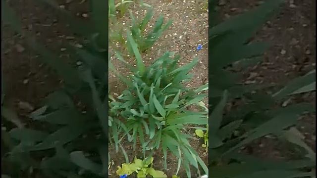 Мускари. смотреть онлайн