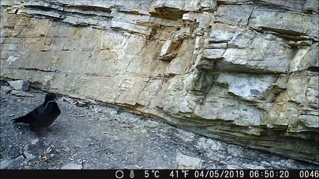 grand corbeau et sitelle смотреть онлайн