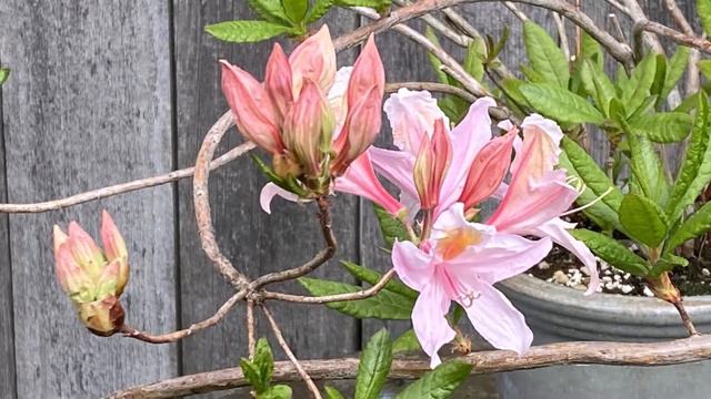 Azalea, Irene Koster, In Blooms May 4