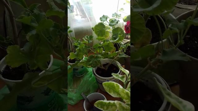 Сажаем красату смотреть онлайн