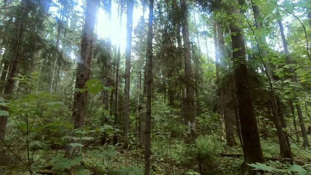 Пошла одна в лес за грибами! #RAMBOVtv смотреть онлайн