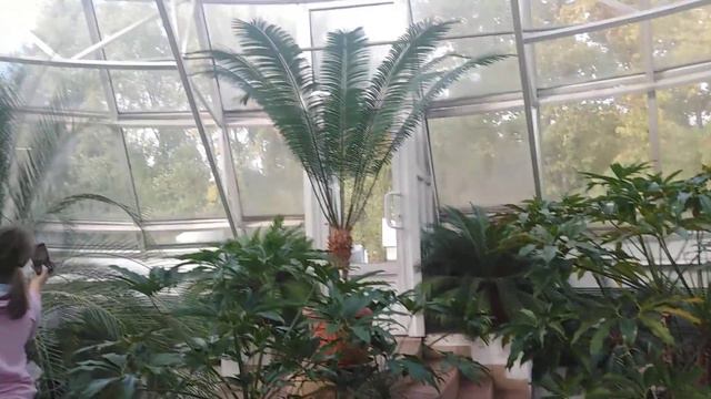 Оранжерея Ботанического сада. смотреть онлайн