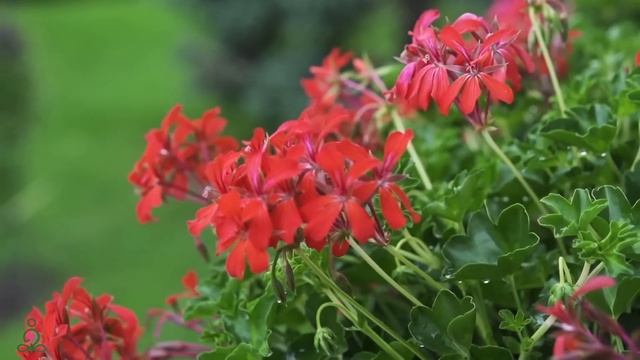 лечебная музыка для сердца и сосудов - Нежная музыка, успокаивает нервную систему и радует душу #9 смотреть онлайн