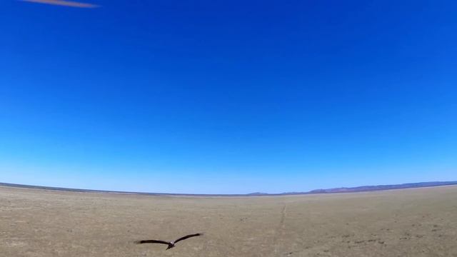 Black kite raptor bird of prey attacks drone ► All 4 Adventure TV смотреть онлайн