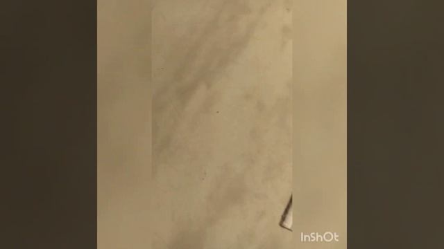 Мимоза стыдливая из семян смотреть онлайн