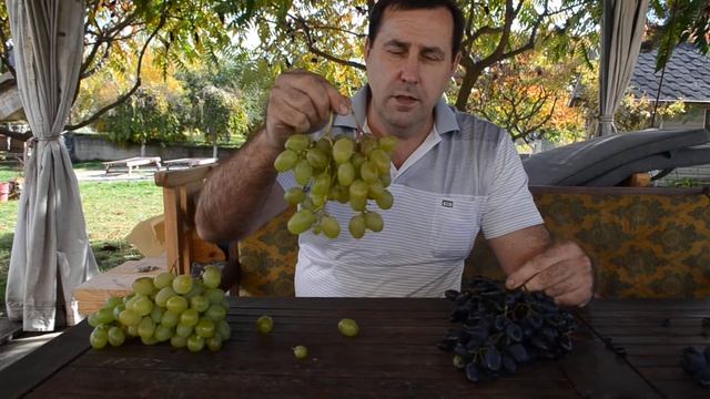 Лучшие сорта столового винограда. Какой виноград посадить на даче. смотреть онлайн