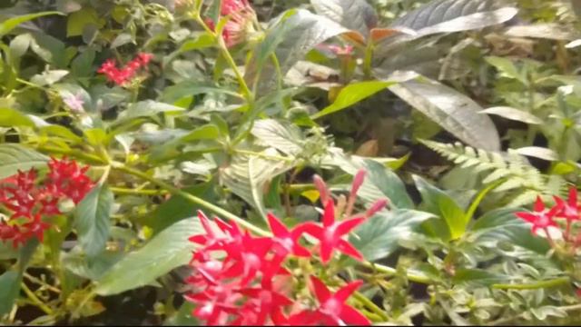 Bunga Pentas Lanceolata, Tanaman Semak Berbunga Indah (Serial Tanaman Hias Part 46)