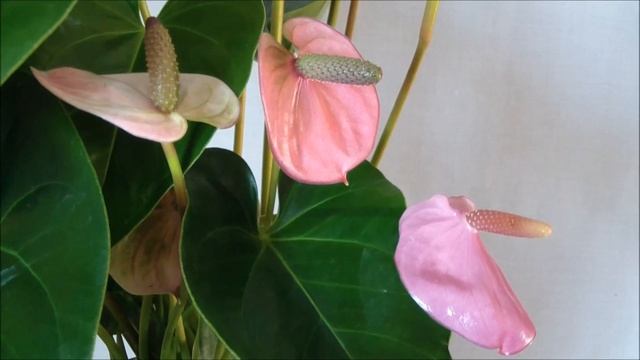 Антуриум Принцесса Ариана Фиолетовый. Anthurium Princess Ariane Purple смотреть онлайн