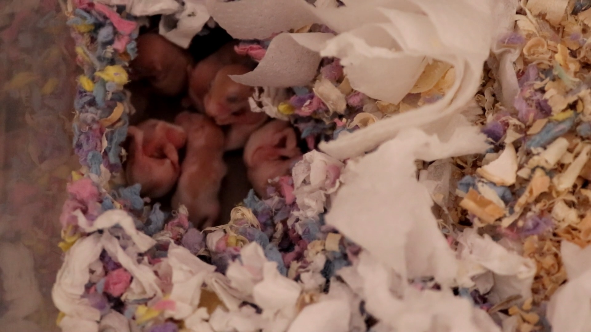 ПОКАЗАЛАВСЕХ СВОИХ ХОМЯЧКОВ В ОДНОМ ВИДЕО / ХОМЯЧКАМ РОБОРОВСКОГО 9 ДНЕЙ ОТ РОДУ смотреть онлайн