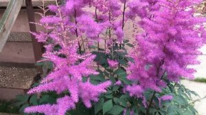 Астильба Аметист (Amethyst)