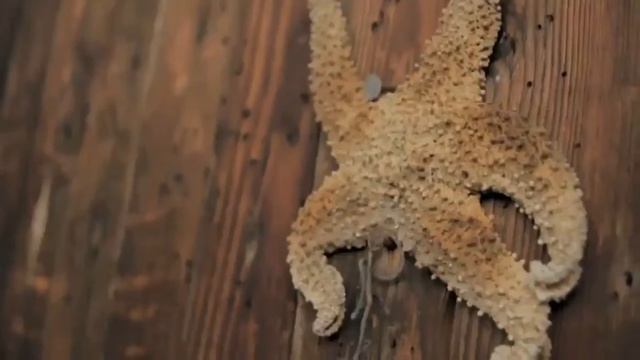 ДОБРЫ МОЛОДЦЫ Кто тебе сказал смотреть онлайн