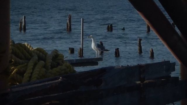 Astoria - Lumix FZ47 смотреть онлайн