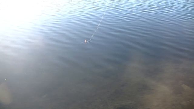 Кибер рыбка вместо живца . Электронная рыбка!