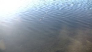 Кибер рыбка вместо живца . Электронная рыбка!