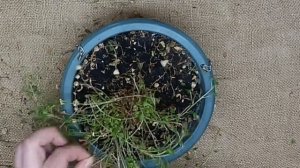 Кампанула отцвела и засыхает. Что делать?