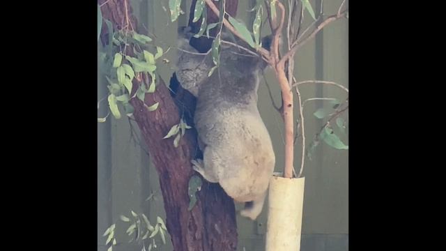 Cute Australian native animals | Koala, Kangaroo, Emu and Wombat смотреть онлайн