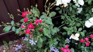 Самые любимые сорта красных роз в моём саду. Обзор сортов. Лучшие Красные розы