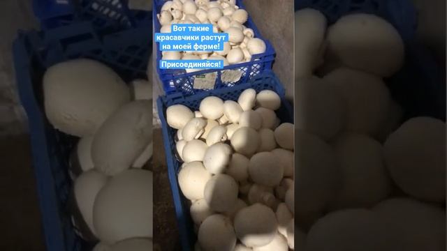 Вот такая красота получается на нашей ферме! Шампиньоны дома! смотреть онлайн