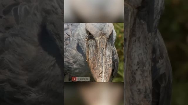 Королевская цапля из Африки. Китоглав смотреть онлайн