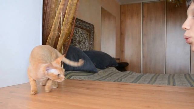 девон рекс Бэтмен Егоза , ласкуша смотреть онлайн