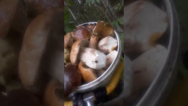 ??? СЕНТЯБРЬСКИЙ СБОР ГРИБОВ ??? смотреть онлайн