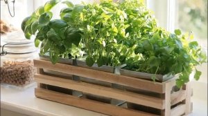 КАК ВЫРАСТИТЬ КИНЗУ ИЗ СЕМЯН В ГОРШКЕ НА ПОДОКОННИКЕ