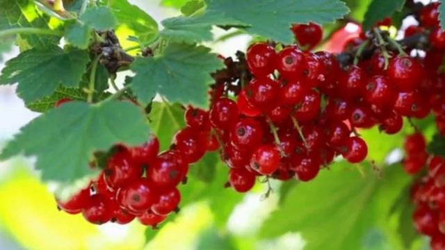 СРОЧНО ДАЙТЕ ЭТО СМОРОДИНЕ! И Готовьте ВЕДРА Для Сбора МНОГО ТОННОГО ВКУСНОГО Урожая! смотреть онлайн