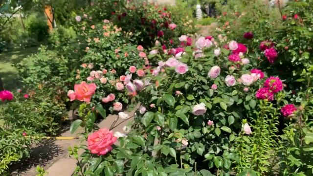 Розы 11.06.2022 смотреть онлайн