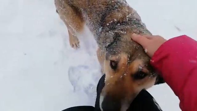 Symiko.ru | Собака Зайка ищет дом. Отдаем бесплатно. Собака в дар в добрые руки. смотреть онлайн