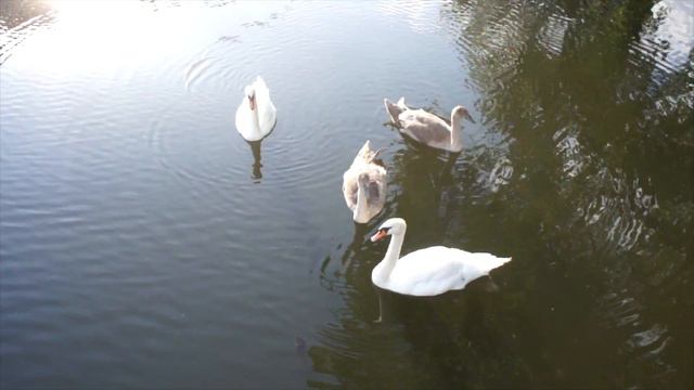 Copenhagen in 60 seconds / Копенгаген за 60 секунд смотреть онлайн