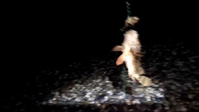 Ловля горбыля и ерша. В черном море. смотреть онлайн