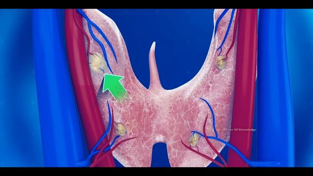 How Parathyroid Gland Surgery Is Performed? (Urdu/Hindi) смотреть онлайн