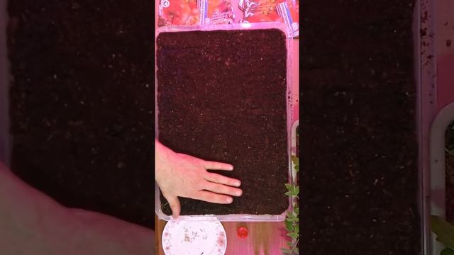 Томат -Полярный скороспелый 20 смотреть онлайн