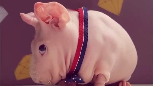 15 Лысых животных которых вы просто не узнаете! Забавные лысые животные Funny bald animals смотреть онлайн