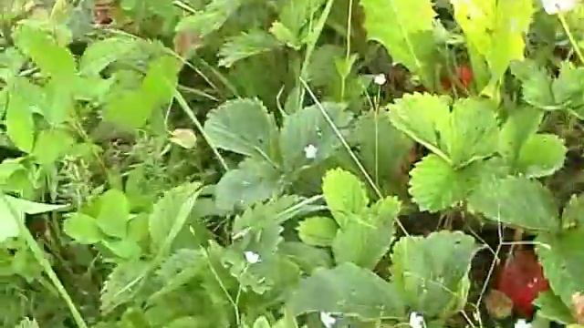 Снова дача, клубника, грибы, забор смотреть онлайн
