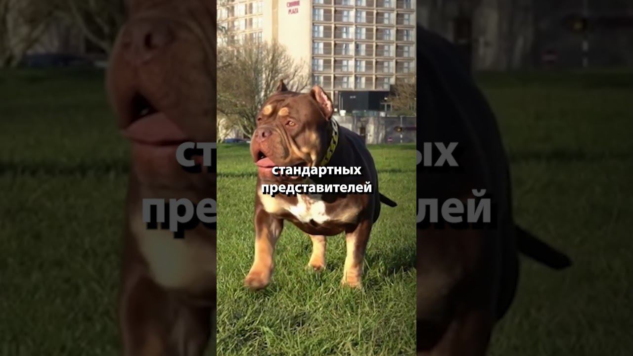 Американский булли - не признанная порода #shorts смотреть онлайн