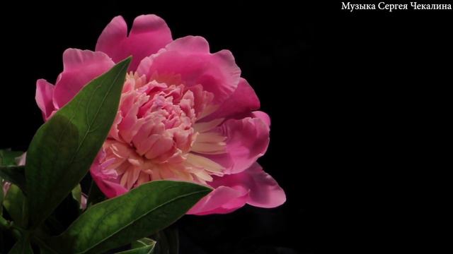 Лучшая музыкальная коллекция для отдыха на выходных! Красивая музыка чарует душу Сергея Чекалина смотреть онлайн