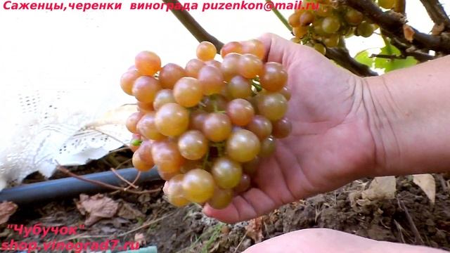 Виноград технический, винный Зигерребе смотреть онлайн