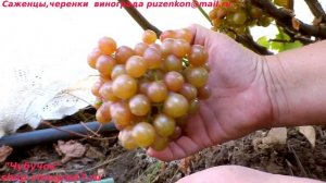 Виноград технический, винный Зигерребе