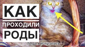 Роды у кошки что делать
