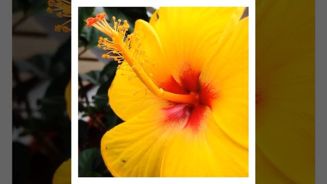 ❀ 86 Reasons Flowers Could Help Win Top Chef смотреть онлайн