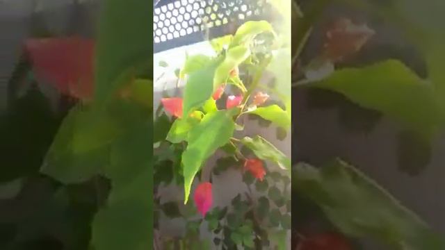 Benefits of Arabic jasmine, Pink bougainvillea,Trumpet (tecoma) vine смотреть онлайн