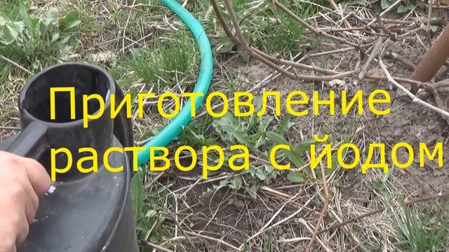 Йод для ягод. Зачем и как использовать йод весной смотреть онлайн