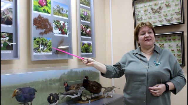 Экспресс-экскурсия для детей о самых красивых насекомых природы - бабочках смотреть онлайн