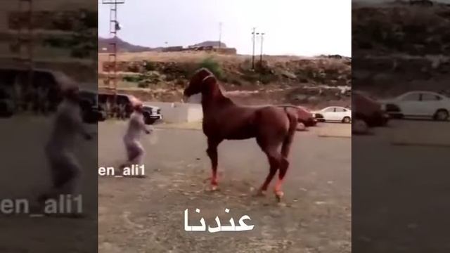 Лошади,мир животных,BBC смотреть онлайн